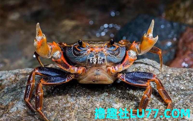 孕妇梦见螃蟹是什么意思