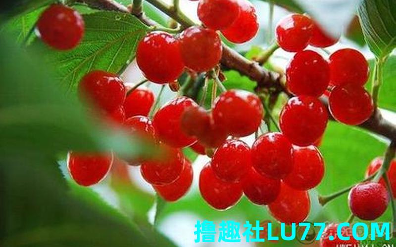 女人梦见吃樱桃 女人梦见吃樱桃