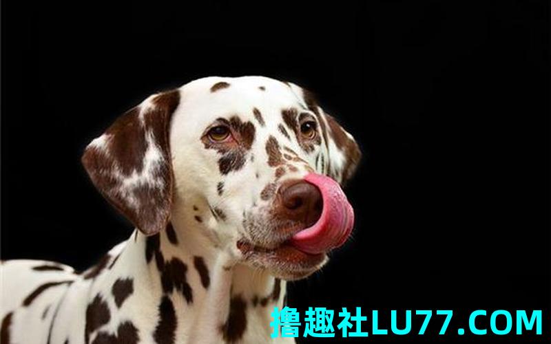 梦见饮小狗 梦见饮小狗