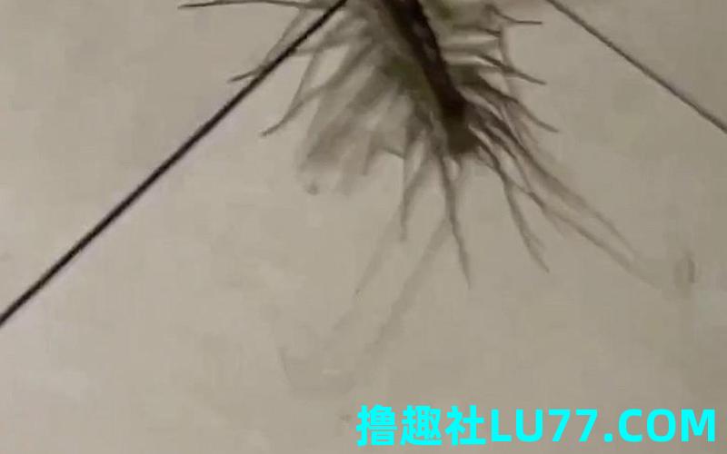 梦见很多腿很多的虫子