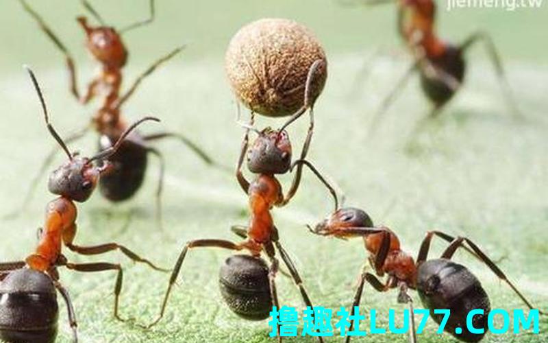 梦见身上都是蚂蚁