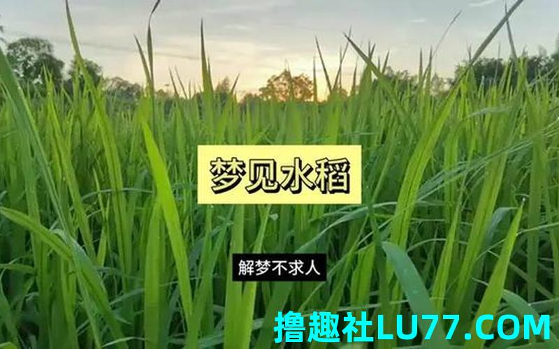 梦见收水稻什么意思