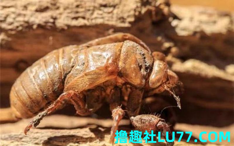 梦见捸知了 梦见捸知了