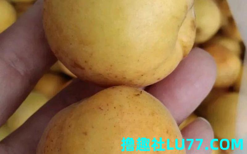 梦见别人给我摘杏 梦见别人给我摘杏