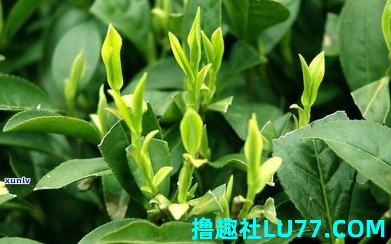 梦见茶 梦见茶