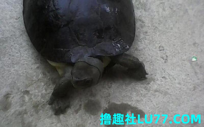 梦见黑色乌龟 梦见黑色乌龟