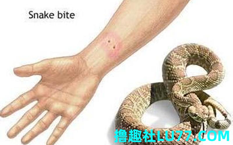 梦见手背被蛇咬