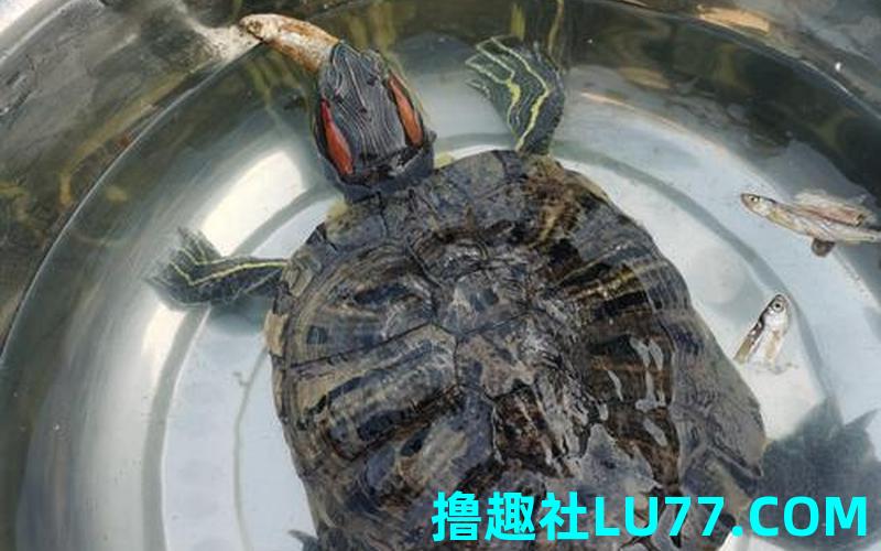 梦见给乌龟给喂肉吃 梦见给乌龟给喂肉吃