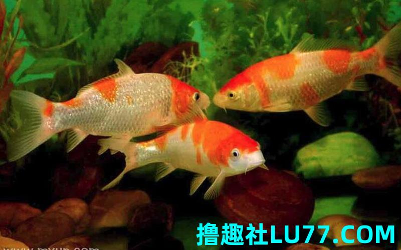 梦见鱼遍地