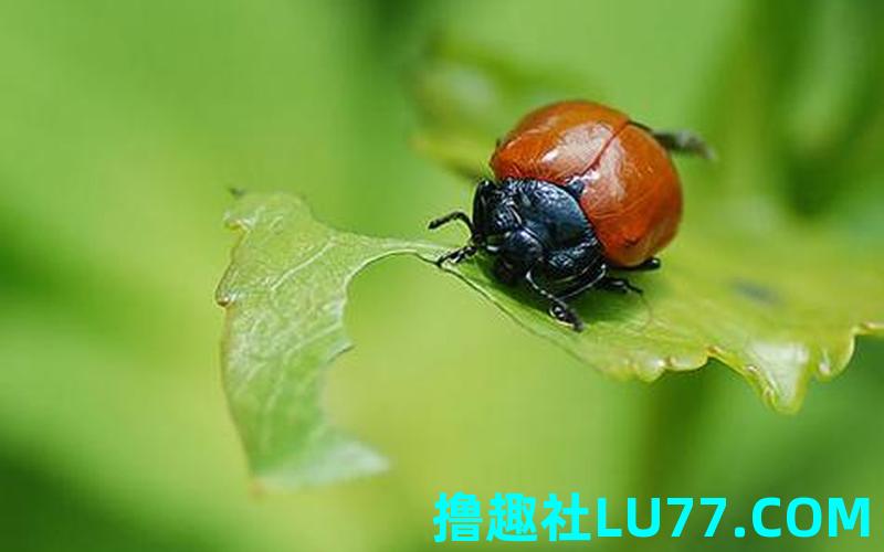 梦见一条白色的虫子