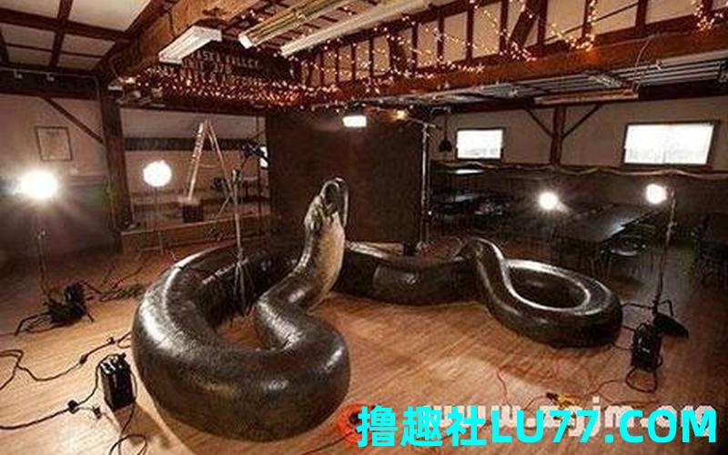 梦见自己把大蟒蛇杀了 梦见自己把大蟒蛇杀了