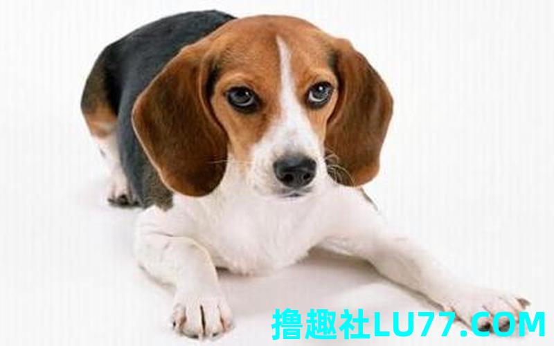 梦见一堆小狗崽 梦见一堆小狗崽