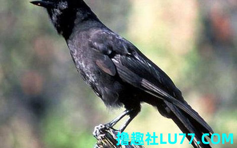 梦见黑色的鸟怎么解梦