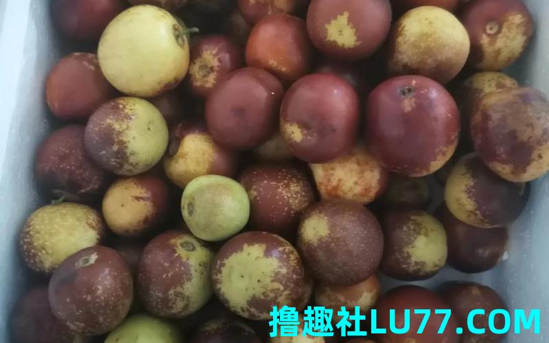 梦见枣烂 梦见枣烂