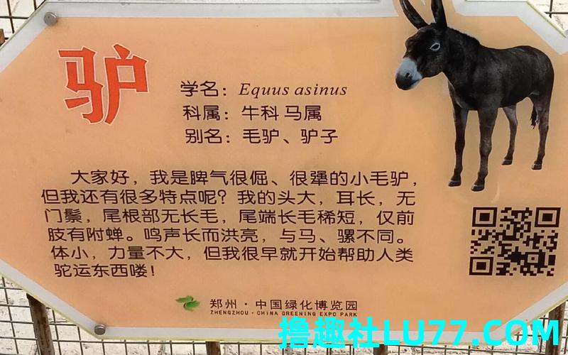梦见卖毛驴