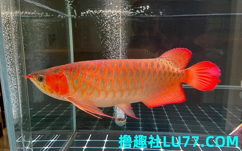 梦见救红龙 梦见救红龙