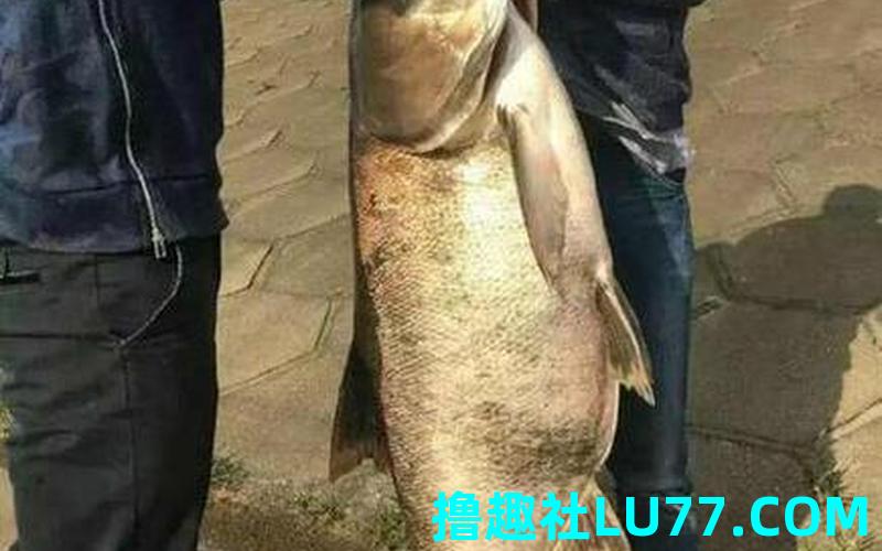 梦见钓中鱼 梦见钓中鱼