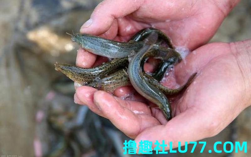 百度梦见泥鳅 百度梦见泥鳅