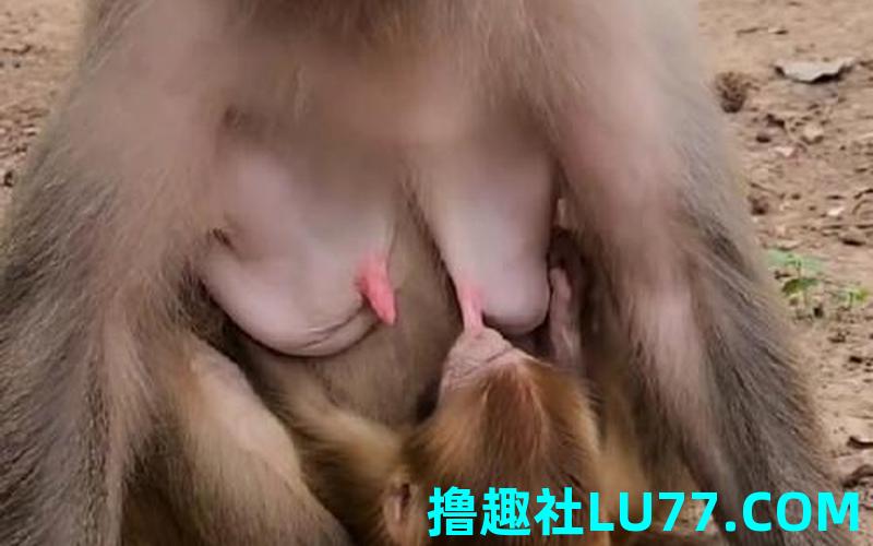 梦见母猴