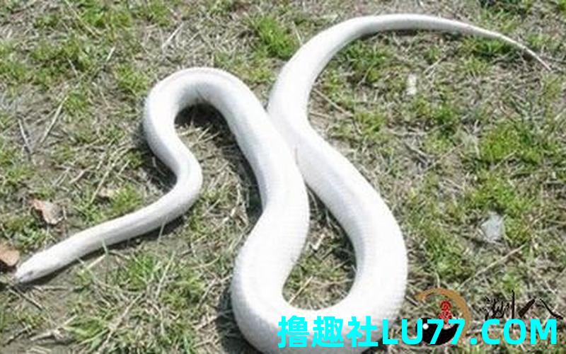梦见白色的莽蛇 梦见白色的莽蛇