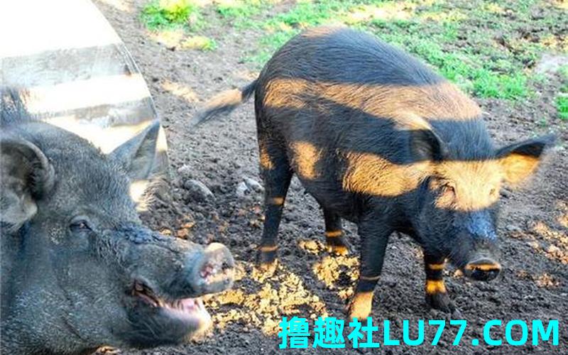 梦见黑猪啥意思