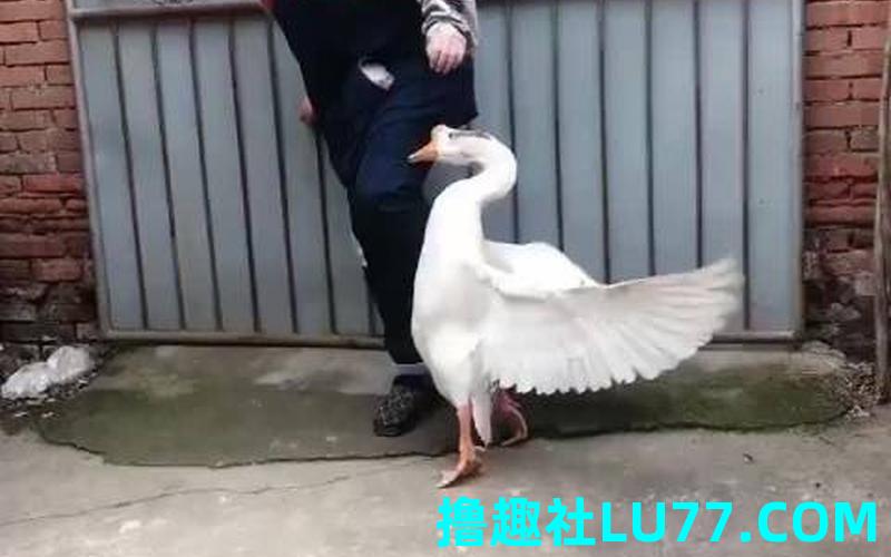 梦见白鹅扭人 梦见白鹅扭人