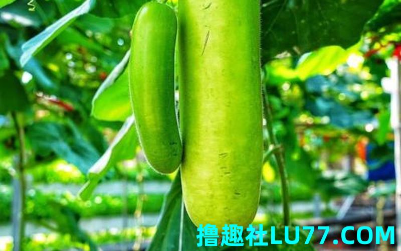梦见偷瓠瓜 梦见偷瓠瓜