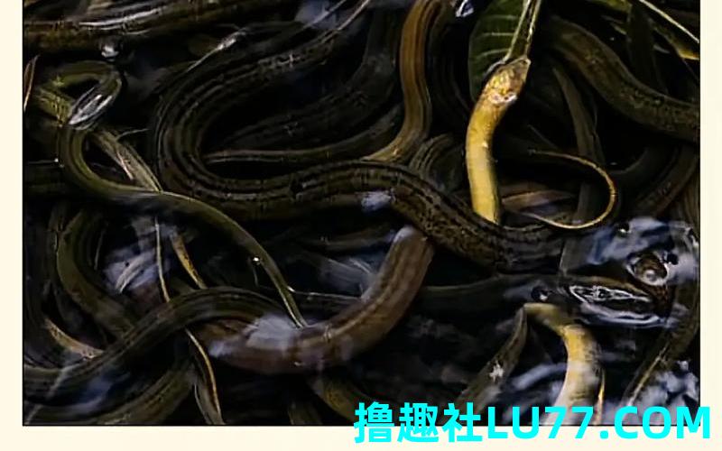 梦见捉黄蟮 梦见捉黄蟮