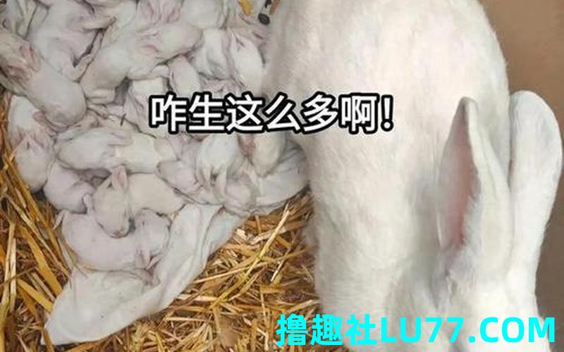梦见家养兔 梦见家养兔