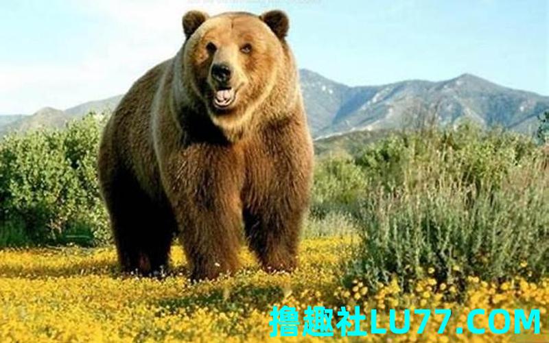 梦见让熊舔 梦见让熊舔