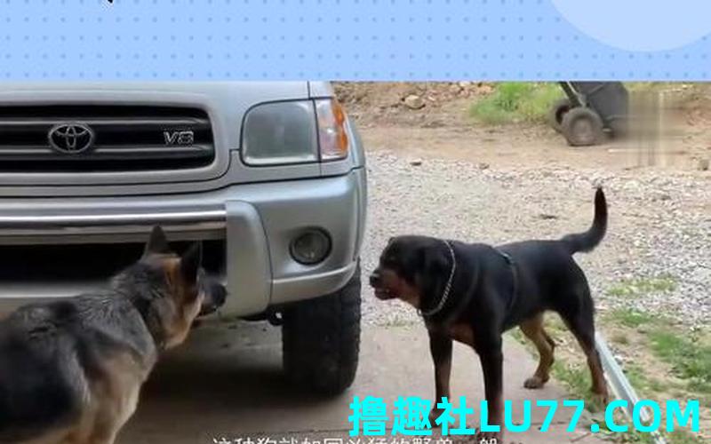 梦见藏獒上车