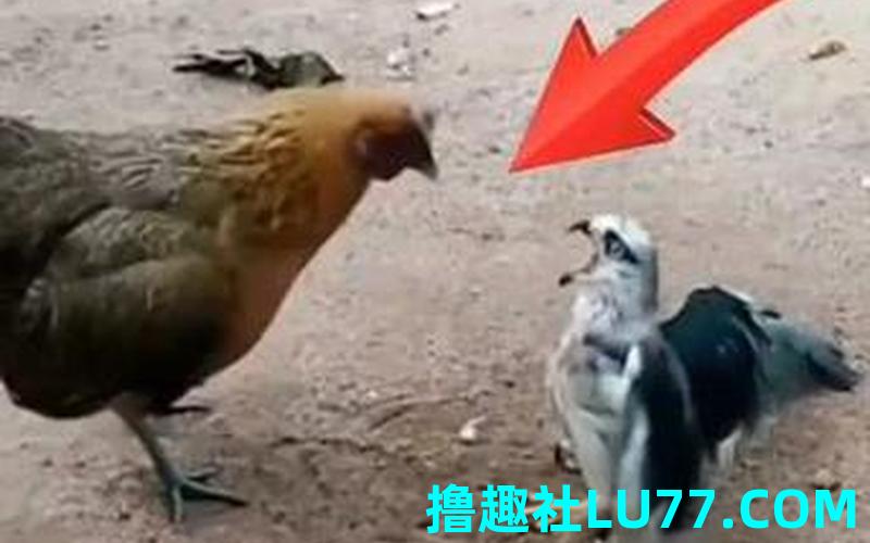 梦见抓小鸡是什么意思 梦见抓小鸡是什么意思