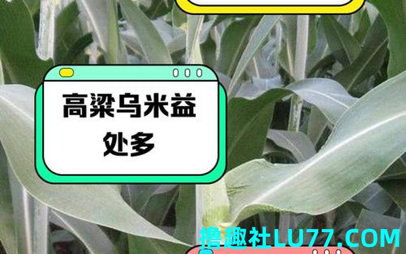 梦见高梁鸟米是什么意思
