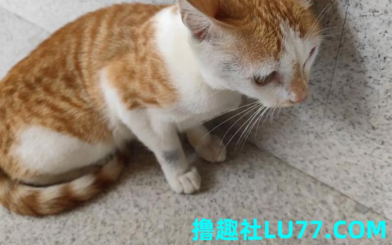 梦见自己黄猫 梦见自己黄猫