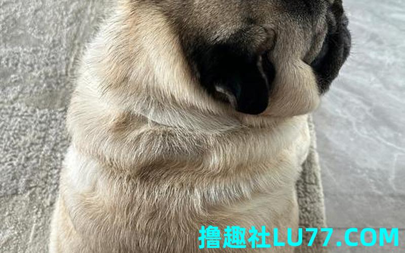 梦见小狗短腿