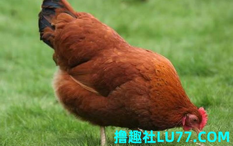 梦见鸡咬住