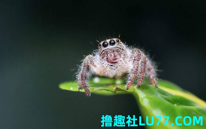 梦见蜘蛛和猫