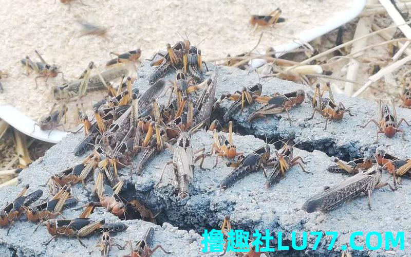 梦见蚂蚱群 梦见蚂蚱群