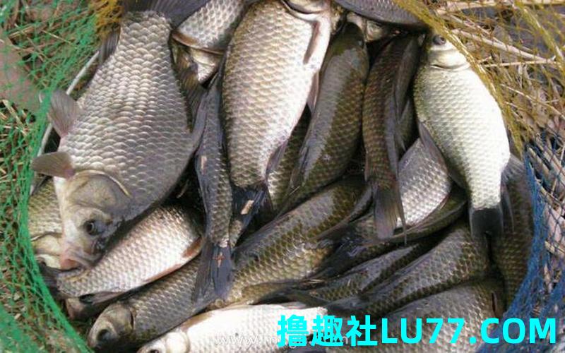 梦见钩水鱼 梦见钩水鱼