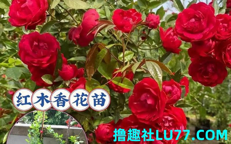 梦见红门箱