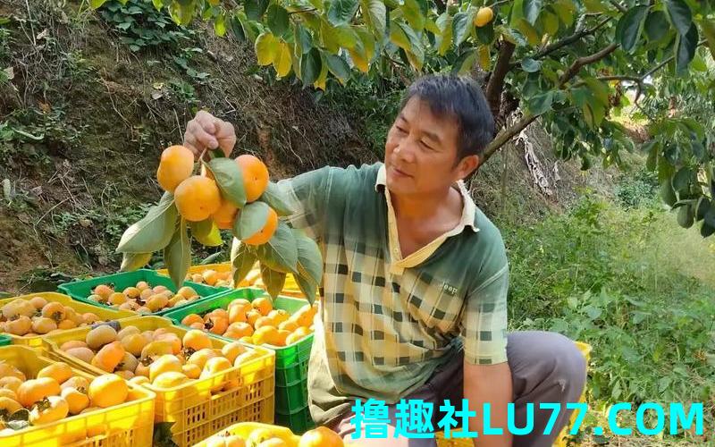梦见自己在摘柿子 梦见自己在摘柿子