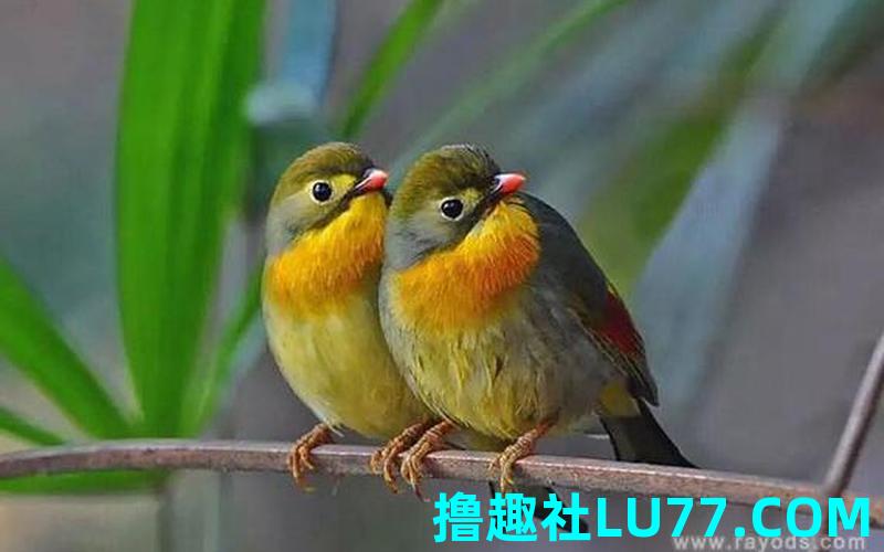 梦见雀