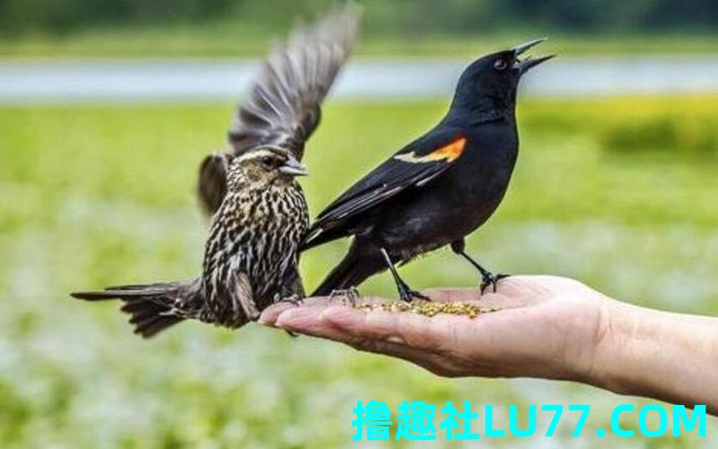 梦见栓住鸟玩 梦见栓住鸟玩