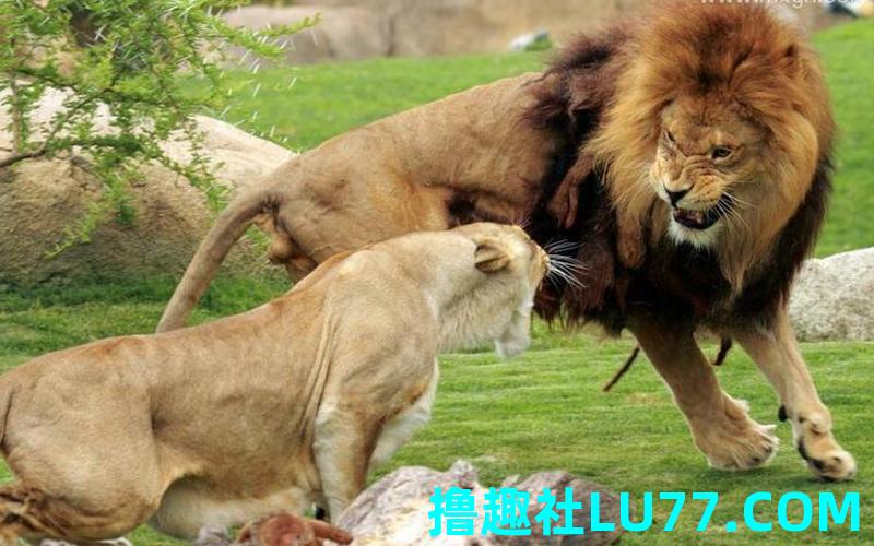 周公解梦梦见被狮子追 周公解梦梦见被狮子追