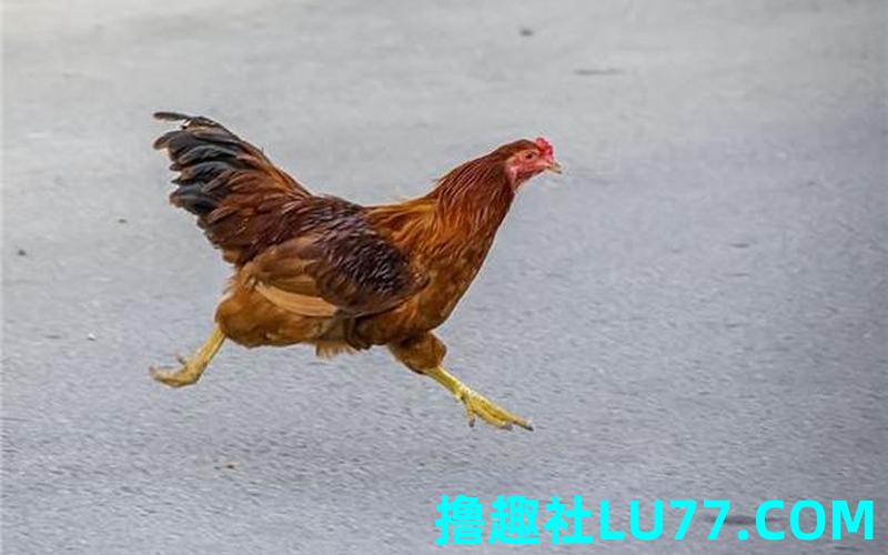 梦见救鸡 梦见救鸡