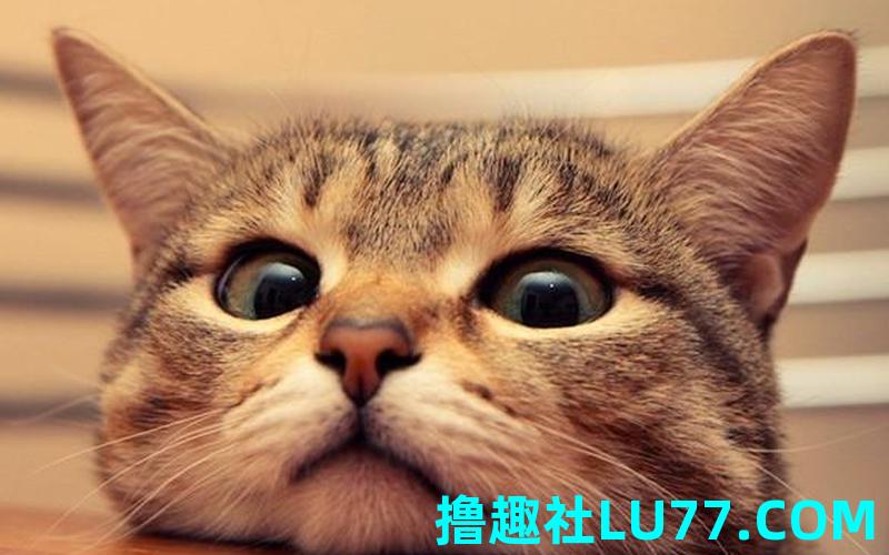孕妇梦见猫跑了 孕妇梦见猫跑了