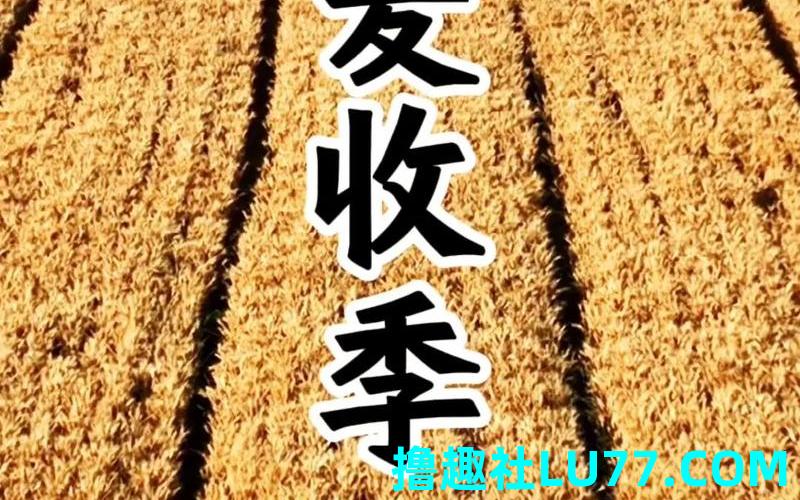 梦见许多麦