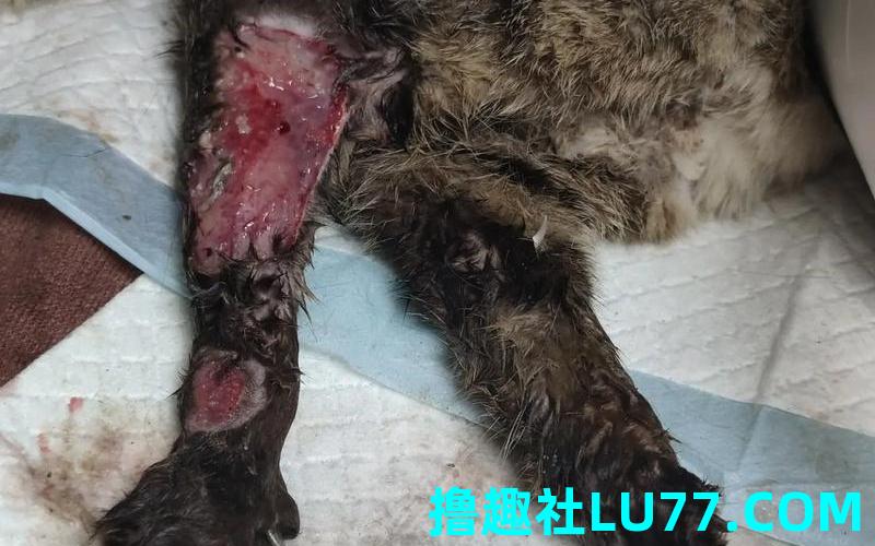 梦见受伤猫咪 梦见受伤猫咪