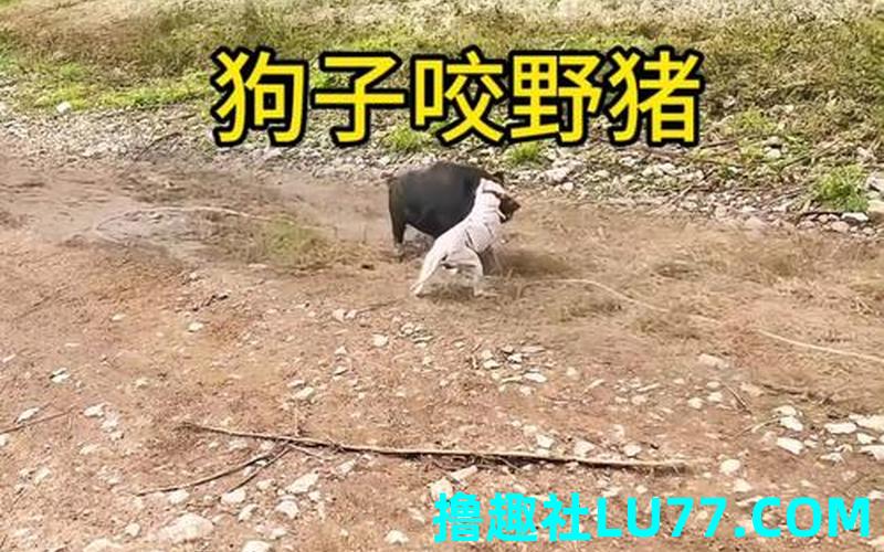 梦见野猪和狗 梦见野猪和狗