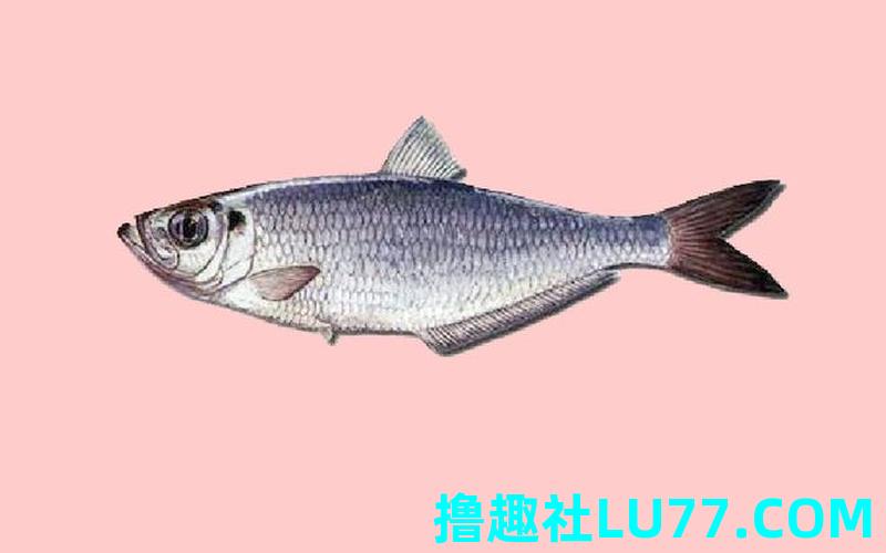 梦见鲞